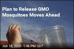 Florida Approves Release of GMO Mosquitoes