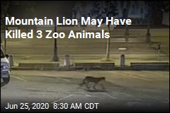 Mountain Lion May Have Killed 3 Zoo Animals