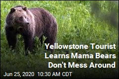 Woman Attacked by Grizzly During Solo Yellowstone Stroll