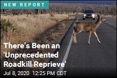 There&#39;s Been an &#39;Unprecedented Roadkill Reprieve&#39;