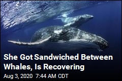 She Got Sandwiched Between Whales, Is Recovering
