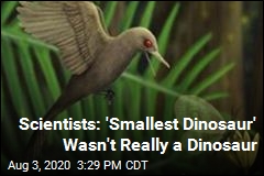 Scientists Backtrack on &#39;Smallest Dinosaur&#39; Claim
