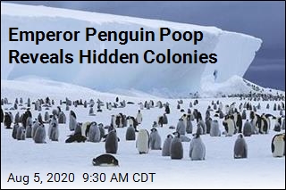 Emperor Penguin Poop Reveals Hidden Colonies