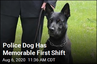 On First Shift, Police Dog Becomes a Hero