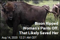 Bison Ripped Woman&#39;s Pants Off. That Likely Saved Her