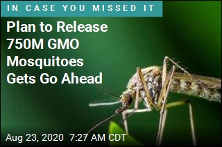 Plan to Release 750M GMO Mosquitoes Gets Go Ahead
