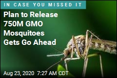 Plan to Release 750M GMO Mosquitoes Gets Go Ahead