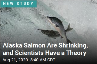 Alaska Salmon Are Getting Smaller
