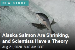 Alaska Salmon Are Getting Smaller