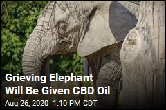 Grieving Elephant Will Be Given CBD Oil
