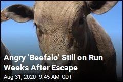 &#39;Beefalo&#39; Remains on the Run Weeks After Escape