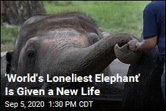 &#39;World&#39;s Loneliest Elephant&#39; Gets Long-Awaited OK