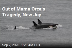 Happy News for Orca That Carried Dead Calf 17 Days