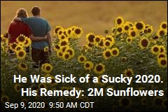 He Was Sick of a Sucky 2020. His Remedy: 2M Sunflowers