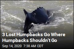 3 Lost Humpbacks Go Where Humpbacks Shouldn&#39;t Go