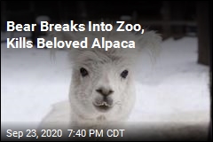 Bear Breaks Into Zoo, Kills Beloved Alpaca