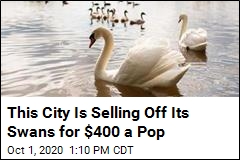 This City Is Selling Off Its Swans for $400 a Pop