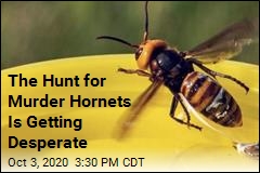 Officials Seek Giant Hornets Before &#39;Mass Murder&#39; Begins