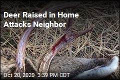Deer Raised in Home Chases, Gores Neighbor