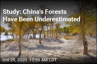 Study: China&#39;s Forests Suck Up More Carbon Than Thought
