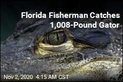 Fisherman Catches 1,008-Pound Gator
