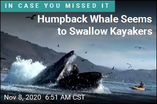 Humpback Whale Seems to Swallow Kayakers