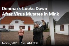 Denmark Locks Down After Virus Mutates in Mink