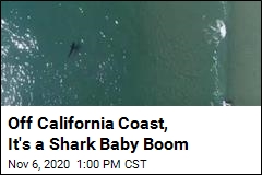 Baby Sharks Are Spending a Lot More Time Off California