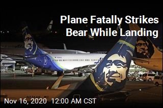 Plane Hits, Kills Brown Bear