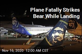 Plane Hits, Kills Brown Bear