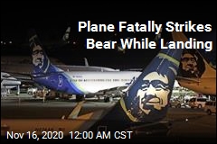 Plane Hits, Kills Brown Bear