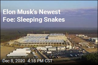 Tesla Faces Setback Over Hibernating Snakes