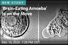 &#39;Brain-Eating Amoeba&#39; Is Moving Northward