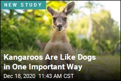 Kangaroos Can Communicate With People