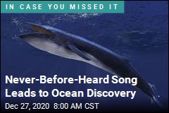 Unique Song Reveals New Population of Blue Whales