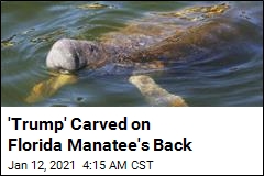 Somebody Carved &#39;Trump&#39; on a Manatee&#39;s Back