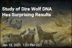 Study of Dire Wolf DNA Has Surprising Results