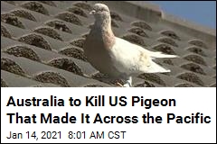 US Pigeon That Managed to Get to Australia to Be Killed