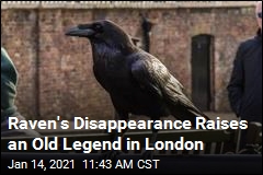 London Is Worried About a Missing Raven