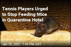 Quarantined Tennis Players Told to Stop Feeding Mice