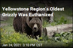 Grizzly Bear Confirmed as Yellowstone Region&#39;s Oldest