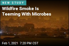Wildfire Smoke Is Teeming With Microbes