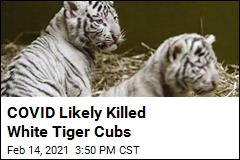 COVID Presumed to Have Killed White Tiger Cubs