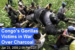 Congo's Gorillas Victims in War Over Charcoal