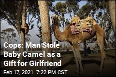Man Arrested for Stealing Newborn Camel