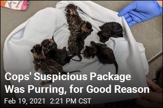 Cops&#39; Suspicious Package Was Purring, for Good Reason