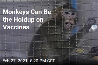 Vaccine Research Needs Monkeys