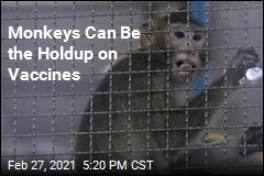 Vaccine Research Needs Monkeys