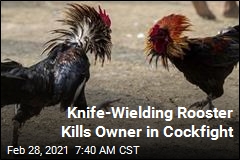Knife-Wielding Rooster Kills Owner in Cockfight
