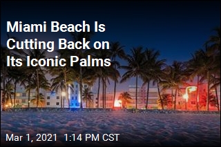 Miami Beach Is Cutting Back on Its Iconic Palms